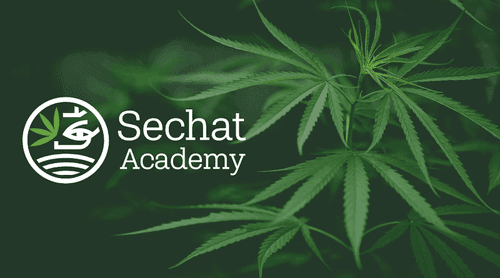 Curso imersivo em prescrição de canabinóides na prática clínica é lançado pela Sechat