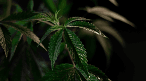 Da proibição à prova científica: os benefícios da cannabis são confirmados