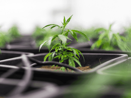 Democratização do uso medicinal da cannabis depende de regulamentação de associações de produtores, dizem especialistas