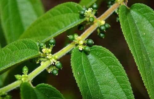 Descubra a alternativa brasileira para o CBD sem efeitos psicoativos