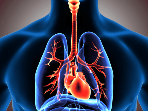 Descubra o regulador vital do corpo humano