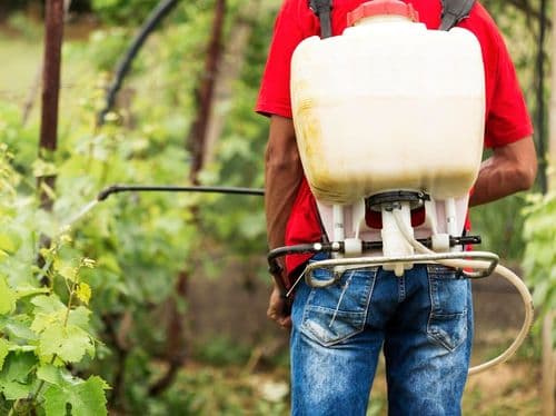 Desvendando o potencial dos canabinoides no controle de pragas em lavouras
