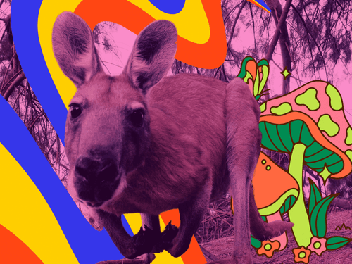 Ecstasy e cogumelos alucinógenos ganham status legal para fins médicos na Austrália