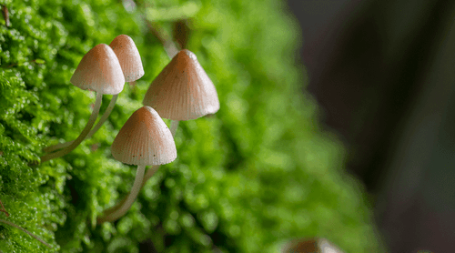 Empresa canadense fecha acordo de fornecimento de psilocibina em centro de saúde na Costa Rica