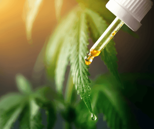 Empresa que lidera mercado de cannabis diz que espera liberação de novos produtos pela Anvisa em 2024