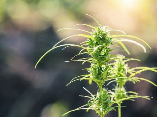 Escolhendo a cepa de cannabis certa para o alívio da dor