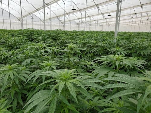 Estamos desperdiçando o potencial e o desenvolvimento da indústria da cannabis medicinal na Colômbia