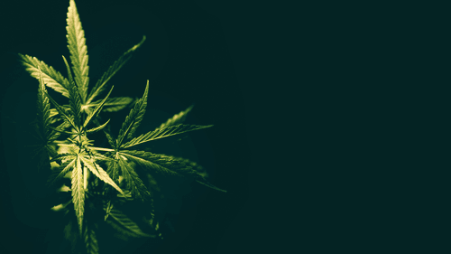 Quando a esperança floresce: estudo comprova efeitos positivos da cannabis em condições crônicas