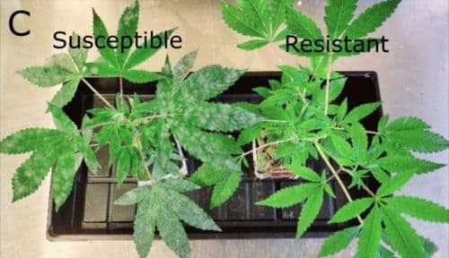 Pesquisadores encontram uma solução para uma das maiores ameaças globais à indústria de cannabis e cânhamo