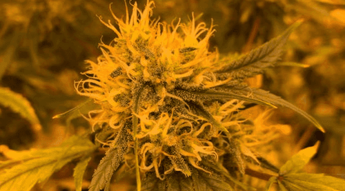 Study shows that marijuana is 'significantly associated' with reduced use of unregulated opioids