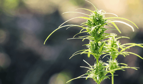 Estudo não encontra ligação entre legalização da cannabis e abuso de drogas