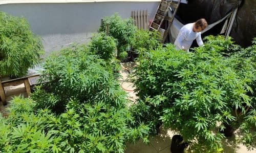 Farmácias têm alta de 342,3% nas vendas de produtos à base de cannabis
