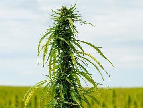 Federação das Organizações Internacionais de Cânhamo (FIHO) cobra explicações do Departamento de Agricultura dos EUA (USDA)