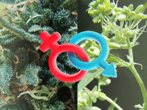 Femenina o masculina: entiende las diferencias botánicas de la cannabis