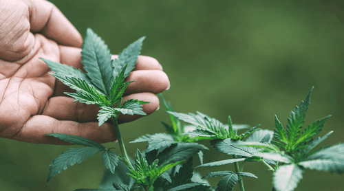 Fisioterapeuta é autorizada a cultivar cannabis em casa em SP