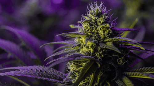 Do cítrico ao amadeirado: nova linha da Canopy aposta em sabores e potência na cannabis medicinal