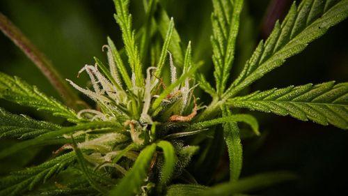 Imagem da noticia: Frente Parlamentar da Alesp debate uso da cannabis na medicina veterinária