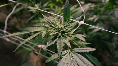 Produção de cânhamo nos EUA cresce 40% em 2024 e movimenta mais de US$ 445 milhões