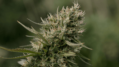 Imagem da noticia: Flor masculina na cannabis? Entenda por que ela aparece e o que fazer