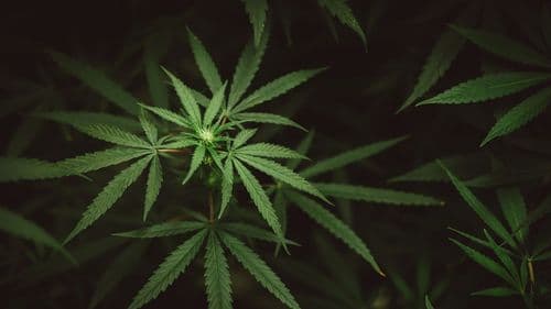 Imagem da noticia: UFPB lança projeto de educação sobre cannabis medicinal para combater desinformação