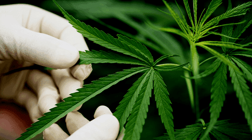 Frente parlamentar de São Paulo convida pacientes de cannabis medicinal para contarem suas histórias