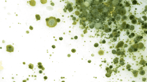 Fungo da cannabis revela potencial antibacteriano e antioxidante