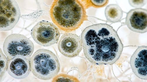 Imagem da noticia: Aurora Cannabis inicia testes de produção com plantas resistentes a fungo