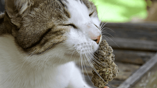 Como a cannabis medicinal pode ajudar os pets durante as festas de fim de ano?