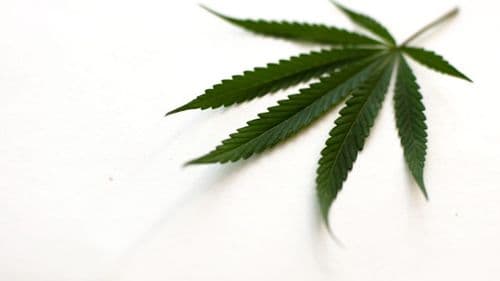 Associação Médica Alemã pede revogação da legalização parcial da cannabis