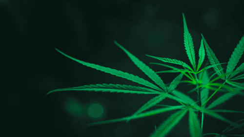 Imagem da noticia: Colômbia aposta em certificações para impulsionar mercado da cannabis medicinal