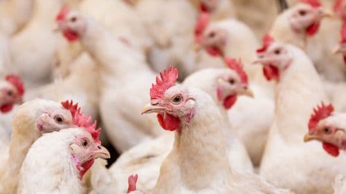 Canabinoides podem revolucionar a avicultura brasileira