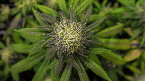 Cannabis Medicinal no Brasil: como está a situação?