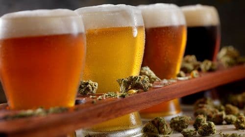 Imagem da noticia: Bebidas de cannabis: o que são, quais são e onde estão. Veja a lista