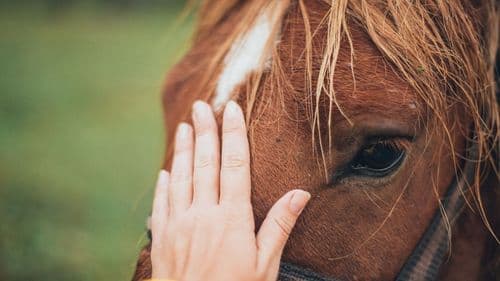 Canabidiol melhora estado emocional de cavalos, aponta estudo da UnB