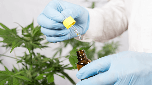 Justiça Federal em Alagoas autoriza farmácia de manipulação a produzir e comercializar produtos à base de cannabis