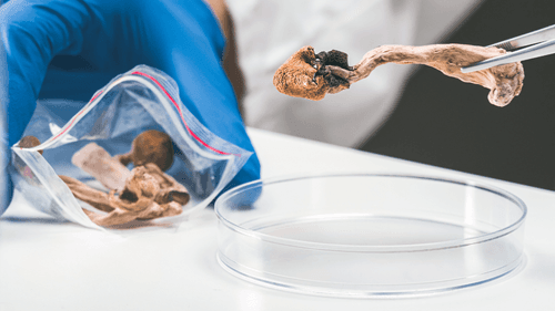 Tribunal decide que cogumelo mágico não é substância narcótica