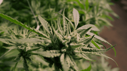 Projeto propõe fornecimento gratuito de cannabis medicinal pelo SUS em São Leopoldo