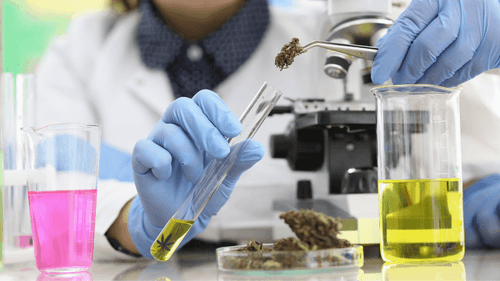 Universidade Estadual de Montes Claros inicia estudo sobre uso terapêutico de cannabis em diversas condições de saúde