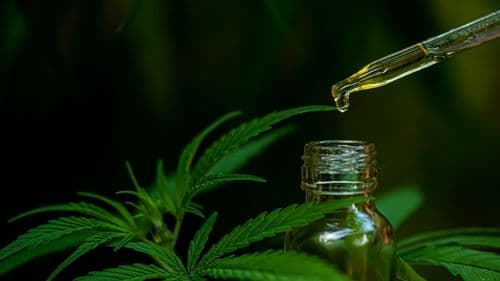 Novas regras para fitoterápicos elevam padrões de qualidade no Brasil