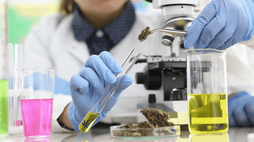 Leucemia mieloide aguda (LMA): canabinoides CBN e CBG demonstram potencial anticâncer, aponta novo estudo