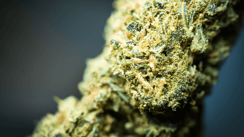 Imagem da noticia: Paraguay Emerges as Future Strategic Supplier of Cannabis to Brazil