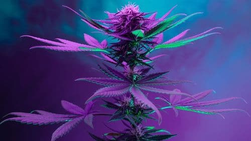 Documentário "High Stakes" expõe como os EUA legalizaram acidentalmente a cannabis