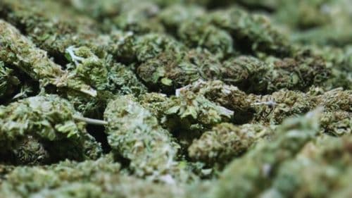 Imagem da noticia: Paraguai avança no mercado internacional de cannabis: prepara seu primeiro envio de flores com THC para a Alemanha