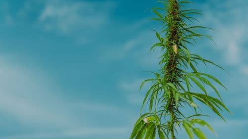 HempWood amplia mercado com madeira sustentável à base de cânhamo