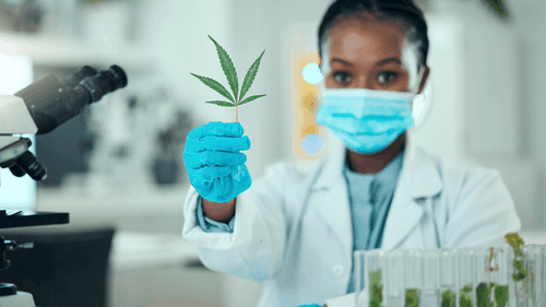Novo modelo para testes laboratoriais de cannabis busca aumentar transparência e segurança