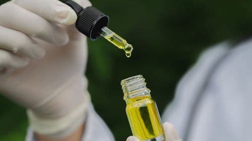 CBCM oferece masterclass 100% gratuita: Cannabis Medicinal: Tudo o que você precisa saber em 2025