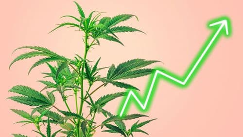 Ascend Wellness capta US$ 15 milhões em notas seniores garantidas