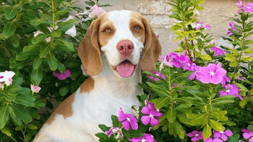 Meet Flora, the Little Dog Who Overcame Seizures with the Help of Cannabis