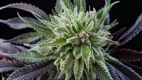 Mimosa: la variedad de cannabis que revolucionó el mercado