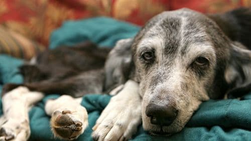 Study tests LSD to treat anxiety in elderly dogs